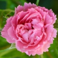 Pink Grootendorst